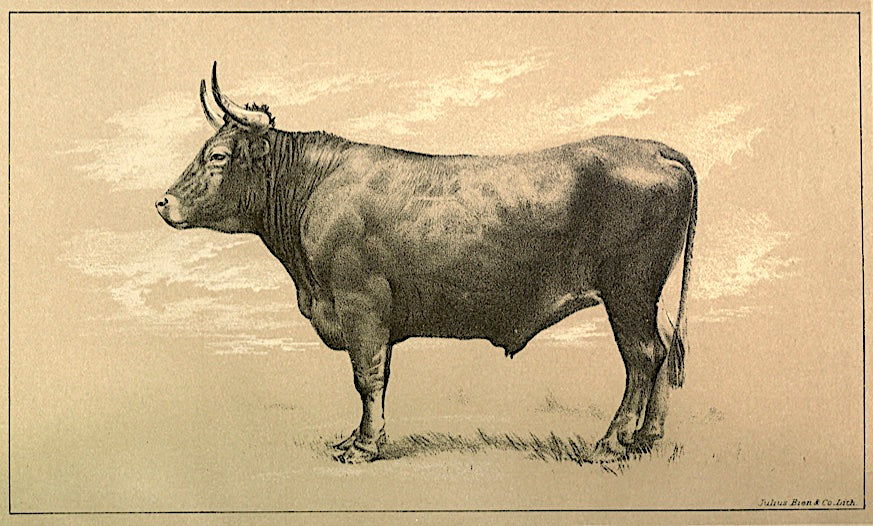 Let's talk Galician Beef!