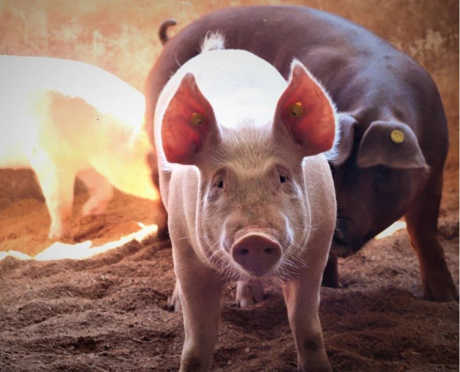 Where does your pork come from?